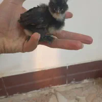 جوجه مرندی فول کیفیت 20روزه