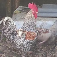 خروس .مرغ اصیل