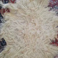 پوست پشمی بره