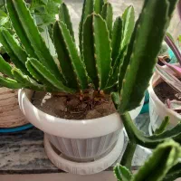 گل وگیاه شاداب|گل و گیاه طبیعی|خوی, |دیوار