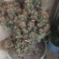 کاکتوس صخره ای|گل و گیاه طبیعی|خسروشاه, |دیوار