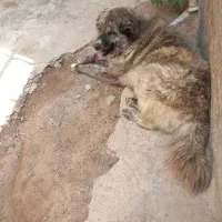 سگ گله|سگ|بوئین زهرا, |دیوار