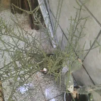 کاکتوس‌های غول پیکر مخصوص تکثیر|گل و گیاه طبیعی|شیراز, پانصد دستگاه ارتش|دیوار