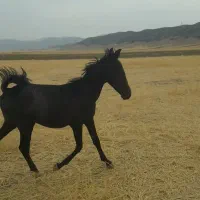 فروش کره مادیان کرد