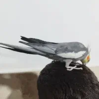 یه جفت طوطی عروس نر سخنگو رام|پرنده|بابل, |دیوار