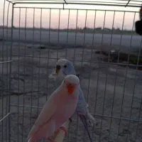 مرغ عشق