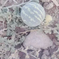 هندوانه ابوجهل|خوردنی و آشامیدنی|ارزوئیه, |دیوار