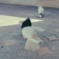 جفت طوقی      ارسال هم دارم