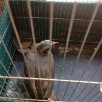 بلدرچین|حیوانات مزرعه|وحیدیه, |دیوار