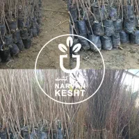 نهالستان داری تضمین سلامت و کیفیت