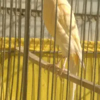 قناری نر مست