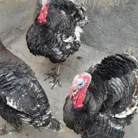 بوقلمون محلی