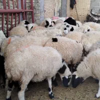 میش آبستن درجه یک همه یکدست جوان