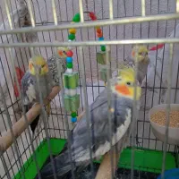 عروس هلندی|پرنده|اسلامشهر, کاشانک|دیوار