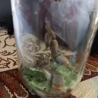 حلزون معمولی