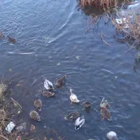 اردک پروازی به شرط