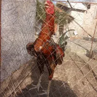 خروس لاری و مرغ لاری