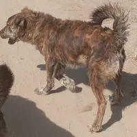 واگذاری ماده ذات دار