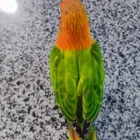 گمشده فرار کرده