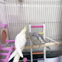 عروس نر و ماده سالم و دوست داشتنی