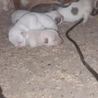 سگ پاکوتاه