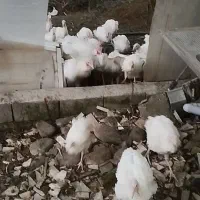 فروش بوقلمون