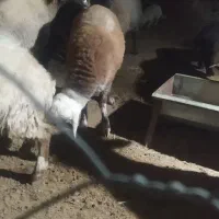 بره نر سنجابی|حیوانات مزرعه|جوین, |دیوار