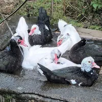 اردک اسرایلی