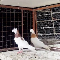 کبوتر|پرنده|بم, |دیوار