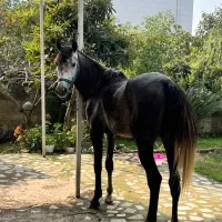 اسب|اسب و تجهیزات اسب‌سواری|ضیابر, |دیوار
