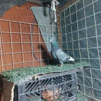 کبوترا همه تضمین|پرنده|میناب, |دیوار