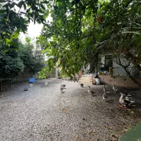 ویلا ۲۵۰متری بافت جاده سرخرود|فروش خانه و ویلا|دابودشت, |دیوار