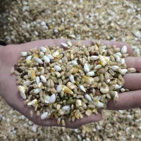 کفتر هفت تخم کفتر|لوازم جانبی حیوانات|شهر بابک, |دیوار