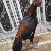 خروس قرمز|حیوانات مزرعه|سراوان, |دیوار