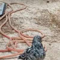 نر سرور و نر پلاس