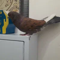 پرنده گرفتنی