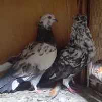 کفتر قاره|پرنده|کوهدشت, |دیوار