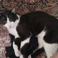 گمشده گربه نره هرکی پیداش کنه شیرینه تپل بهش میدم|حیوانات|فردیس, قریشی|دیوار