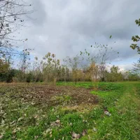 پلاک ۲۵۰ متری شهری داخل طرح/خمام