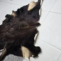 پوست گاو خشک شده دکوری و تزیینی