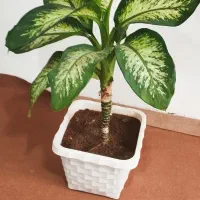 گل گوش فیلی|گل و گیاه طبیعی|دهگلان, |دیوار