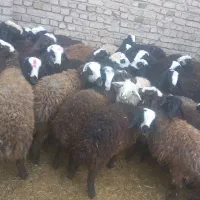 تعداد ۴۳راس بره نر اصیل شال درجه یک|حیوانات مزرعه|دشتابی, |دیوار