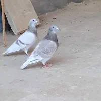 شوریستر و موریس دلبر
