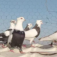 رنگی هوایی|پرنده|اهواز, امانیه|دیوار