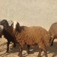 معاوضه بره نر بامیش