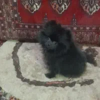 پامر خرسی مشکی