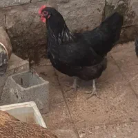 فروش مرغ مشکی پا کوتاه|حیوانات مزرعه|بابل, |دیوار