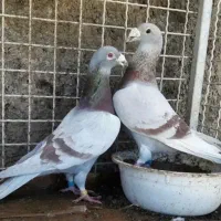 یه جفت اصلی