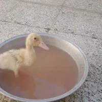 جوجه اردک نسبتا بزرگشده ازمردنش گذشته ۲ماه و نیم