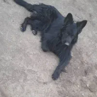سگ بلک ژرمن